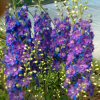 Delphinium Elatum New Millennium Misty Mauves